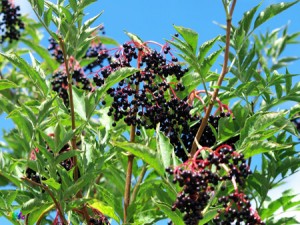 baie-sureau-noir-bio-fleur-sirop-fruit-recette-antioxydant-naturel-puissant-recette-superfruit-blanc-fleur-propriete-vertus-peau (12) sureau noir biologique antioxydant naturel puissant