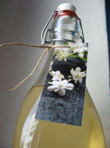 Limonade de sureau noir bio, Sambucus nigra