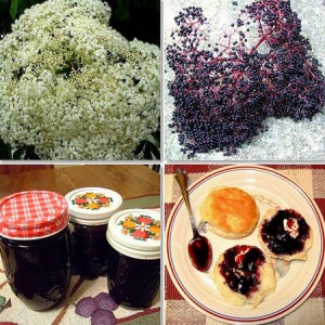 baie-sureau-noir-bio-fleur-sirop-fruit-recette-antioxydant-naturel-puissant-recette-superfruit-blanc-fleur-propriete-vertus-peau (19) Sureau noir bio diurétique contre le surpoids