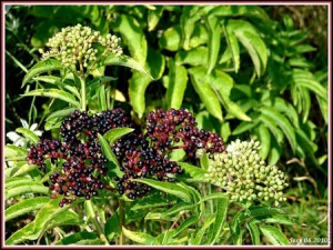Botanique histoire du sureau noir Botanique histoire du sureau noir