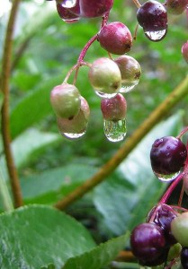 Sureau noir bio antioxydant