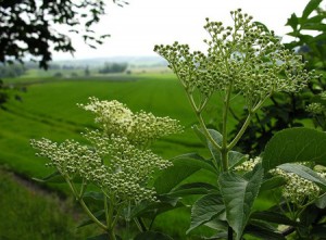 Sureau noir bio la plante aux milles usages