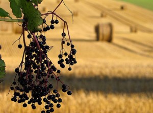 Sambucus nigra sureau noir bio