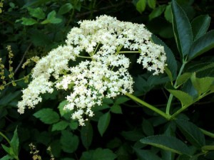 Fleurs de sureau noir biologique