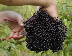 Le sureau noir fruit antioxydant naturel puissant