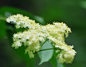 Fleurs de sureau bio aux vertus curatives