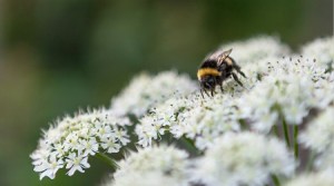 Fleur de sureau noir antioxydant naturel puissant