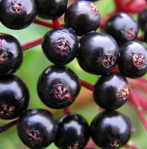 La baie de sureau noir bio contre la grippe